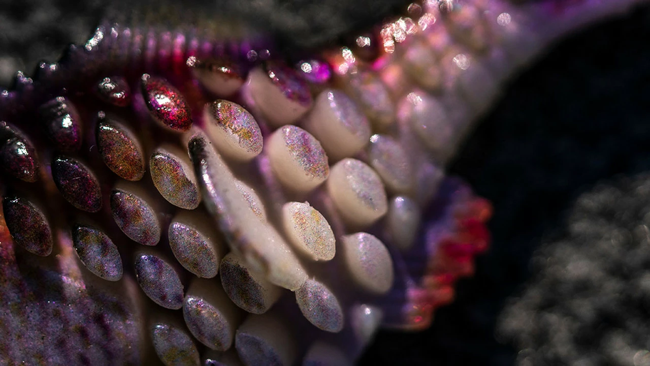 Berkley Powerbait Gilly - Image 3